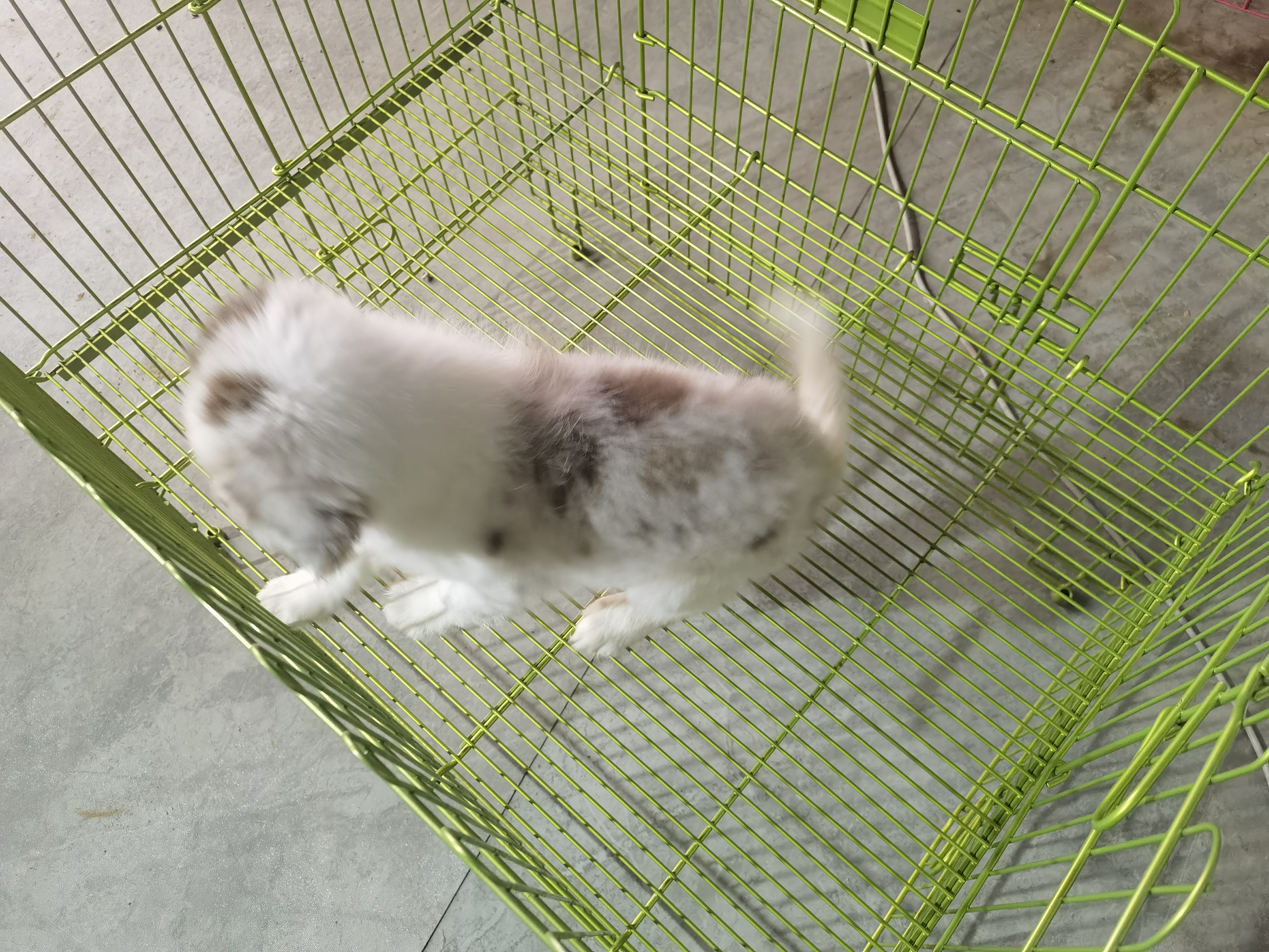 血统赛级红陨石边牧